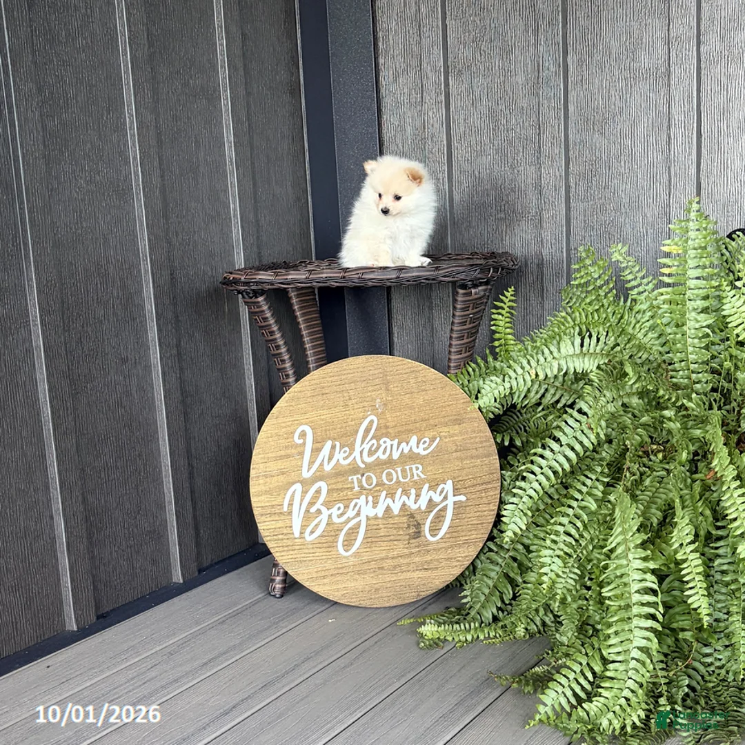 Pomeranian dogs for sale: Sammy - Ad 2