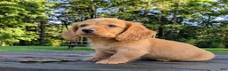 Dachshund dogs for sale: Copper - Ad 8