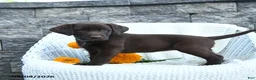 Labrador Retriever dogs for sale: Michelle - Ad 4