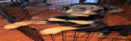Rottweiler dogs for sale: Ruby - Ad 3