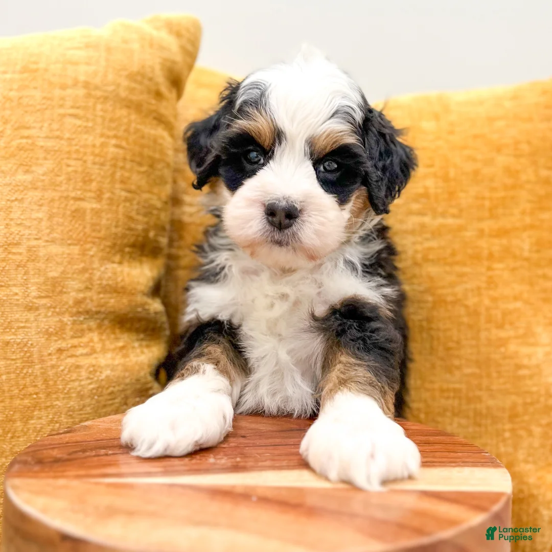 Mini Bernedoodle dogs for sale: Buster - Ad 2