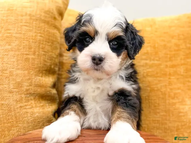 Mini Bernedoodle dogs for sale: Buster - Ad 2