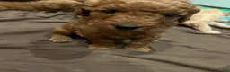 Goldendoodle dogs for sale: Mocha - Ad 2
