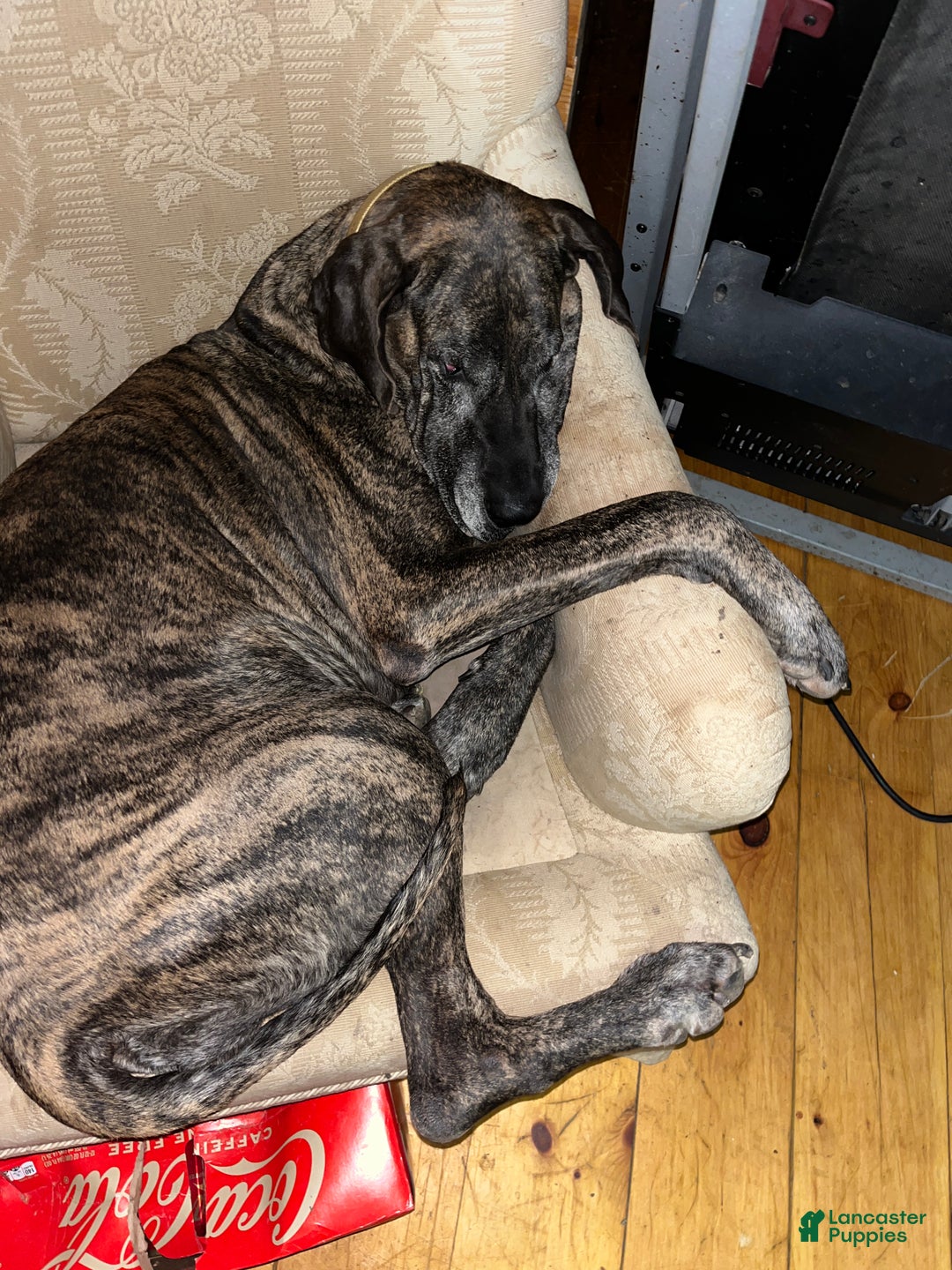 Great Dane dogs for sale: Petal - Ad 14
