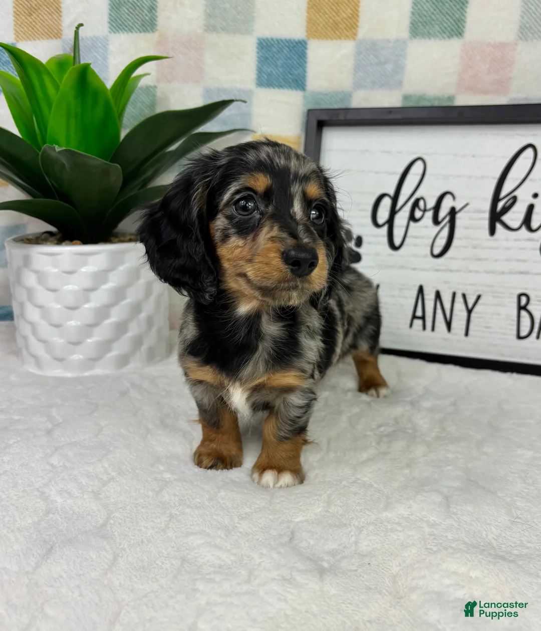 Miniature Dachshund dogs for sale: Drake  - Ad 2
