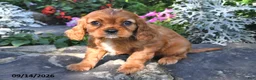 Cavalier King Charles Spaniel dogs for sale: Prince Charles  - Ad 3