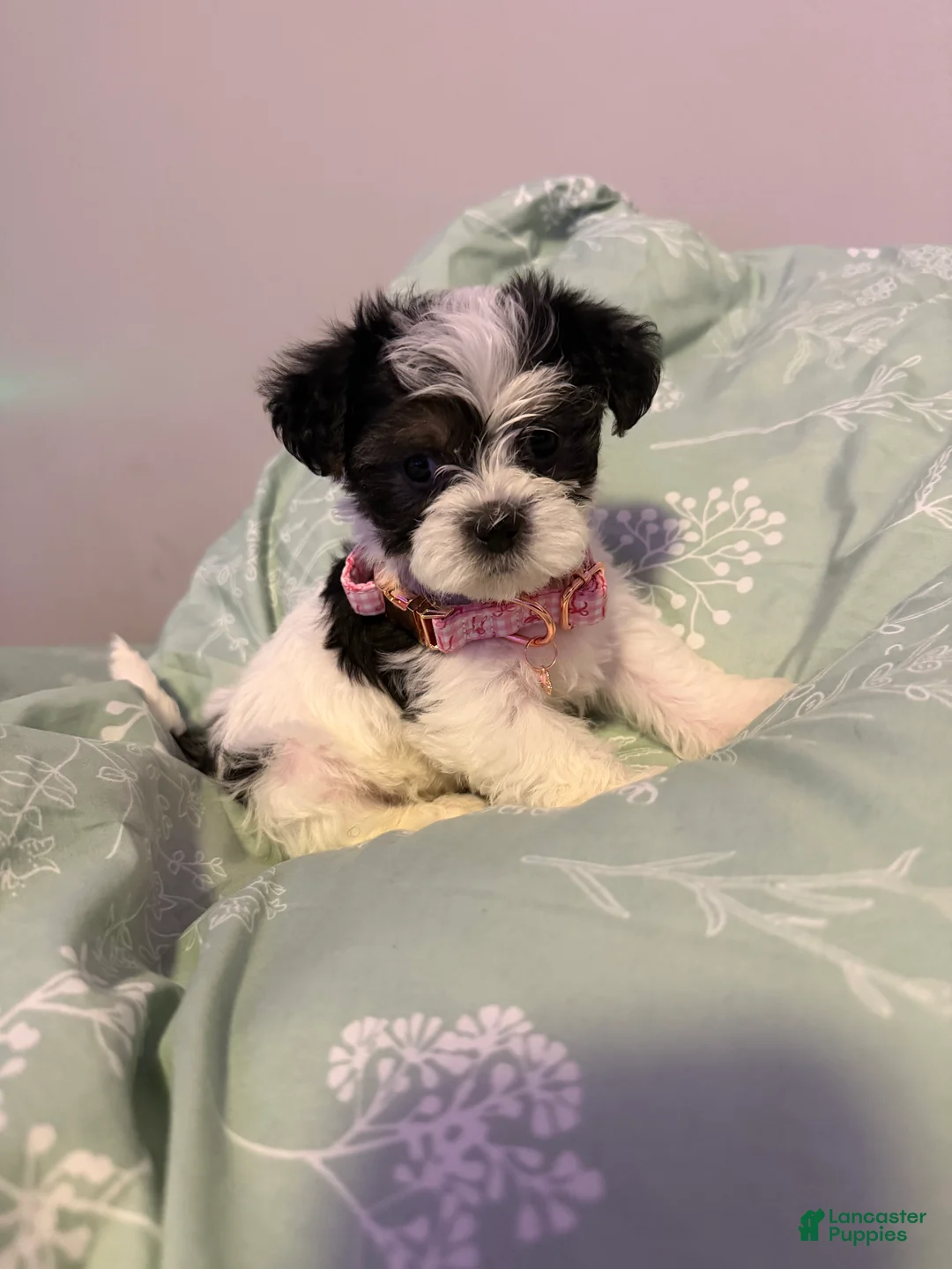 Yorkiepoo dogs for sale: Yorkiepoo Puppy 5 - Ad 2