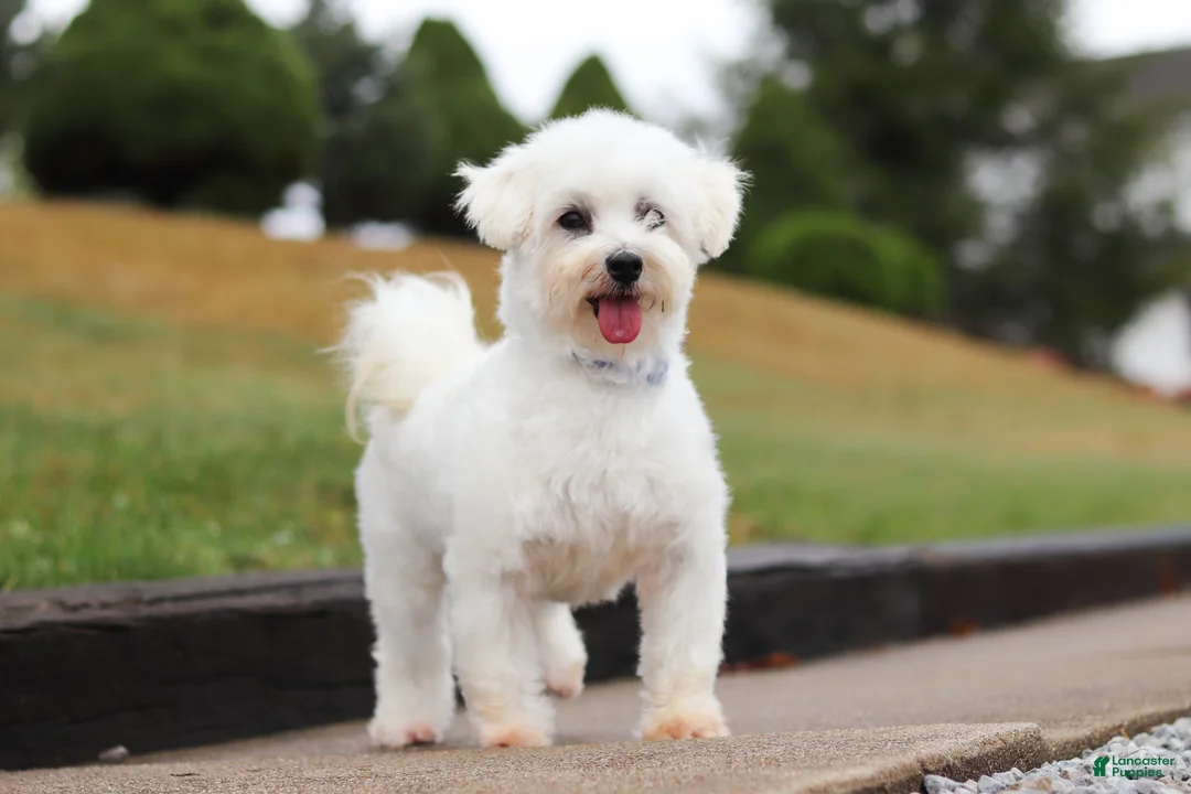 Maltipoo dogs for sale: Waffles - Ad 14