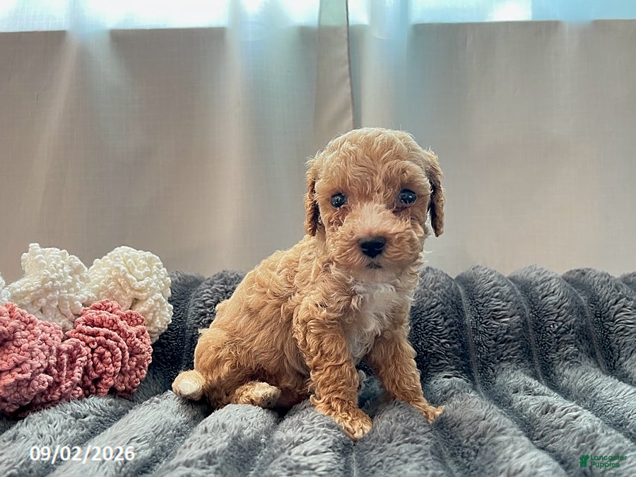 Miniature Poodle dogs Tucker - Ad 1