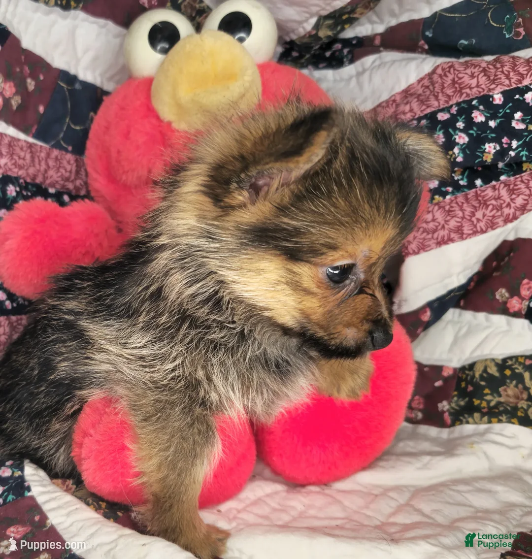 Mixed Breed dogs for sale: Ivanho The Great M (Merle) - Ad 4