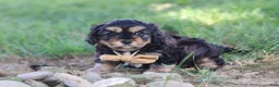 Cavapoo dogs for sale: Logan - Ad 8