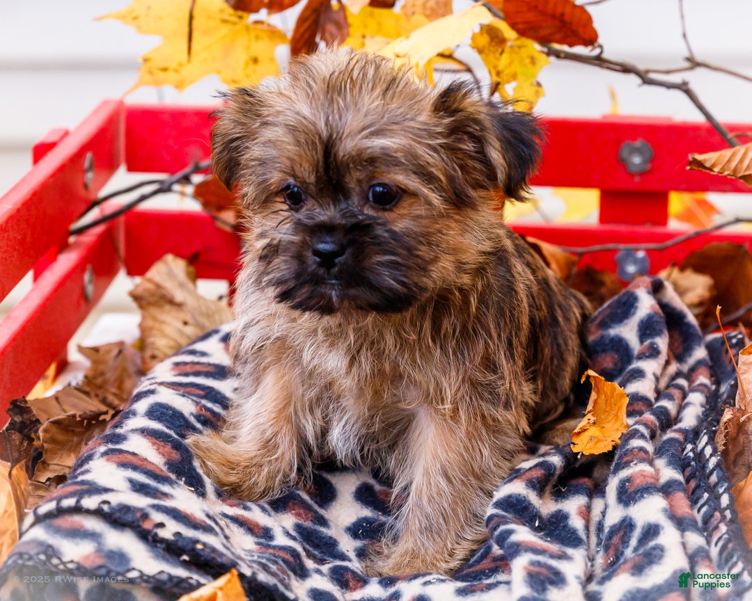 Shorkie dogs for sale: Lanae - Ad 1