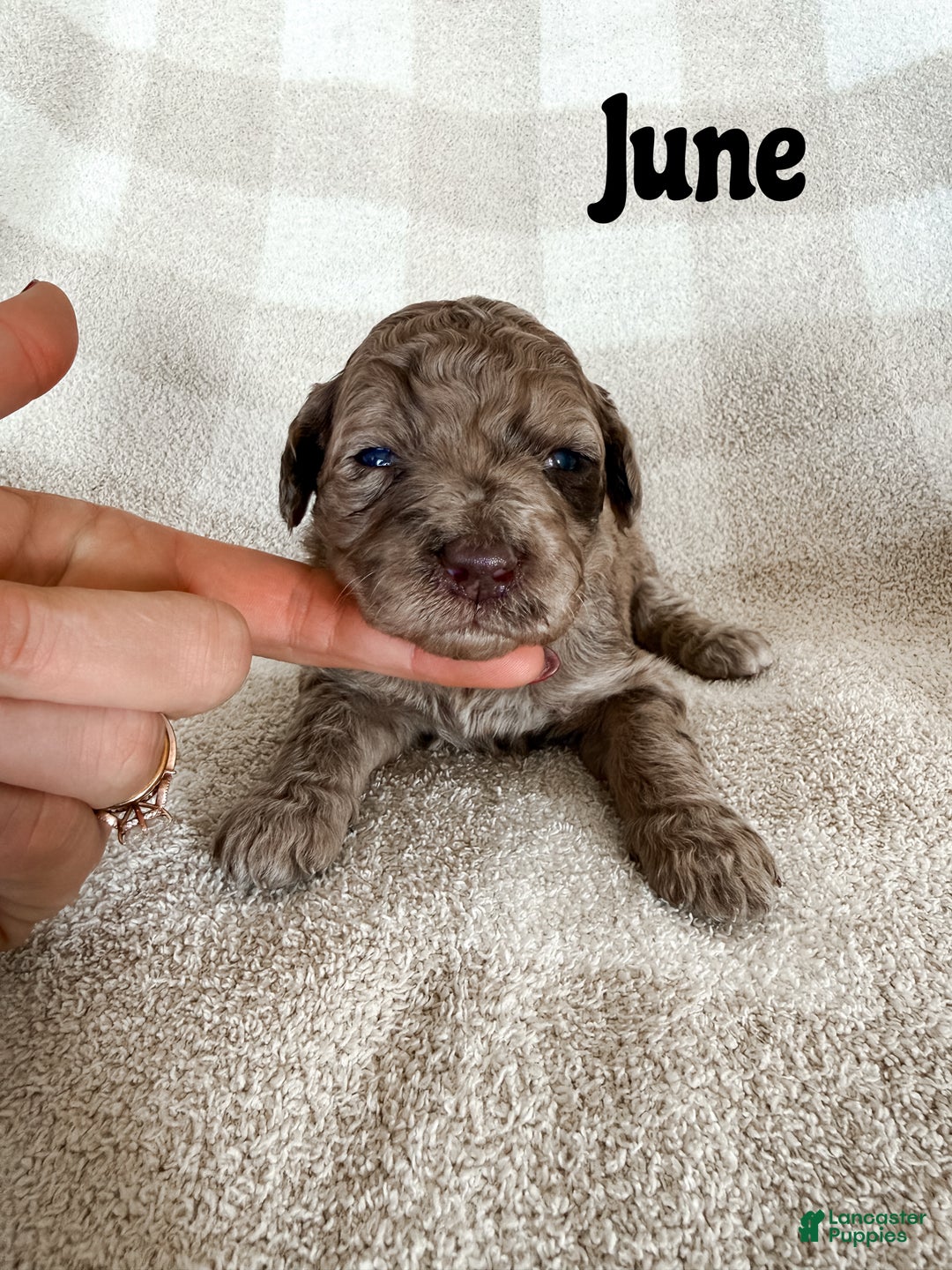 Aussiedoodle dogs for sale: June - Ad 1