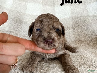 Aussiedoodle dogs June - Ad 41