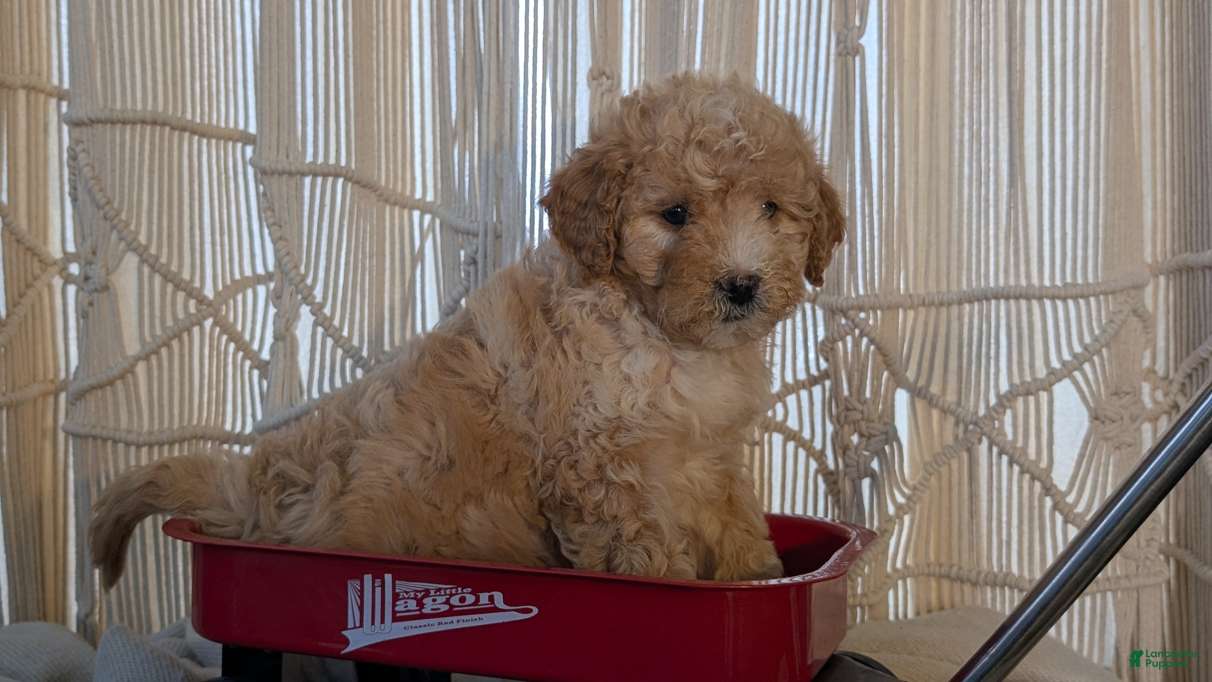 Cavapoo dogs Alana - Ad 12