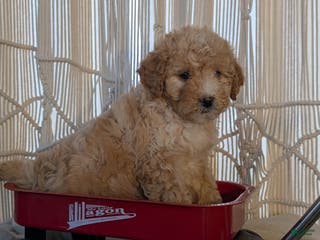 Cavapoo dogs Alana - Ad 12