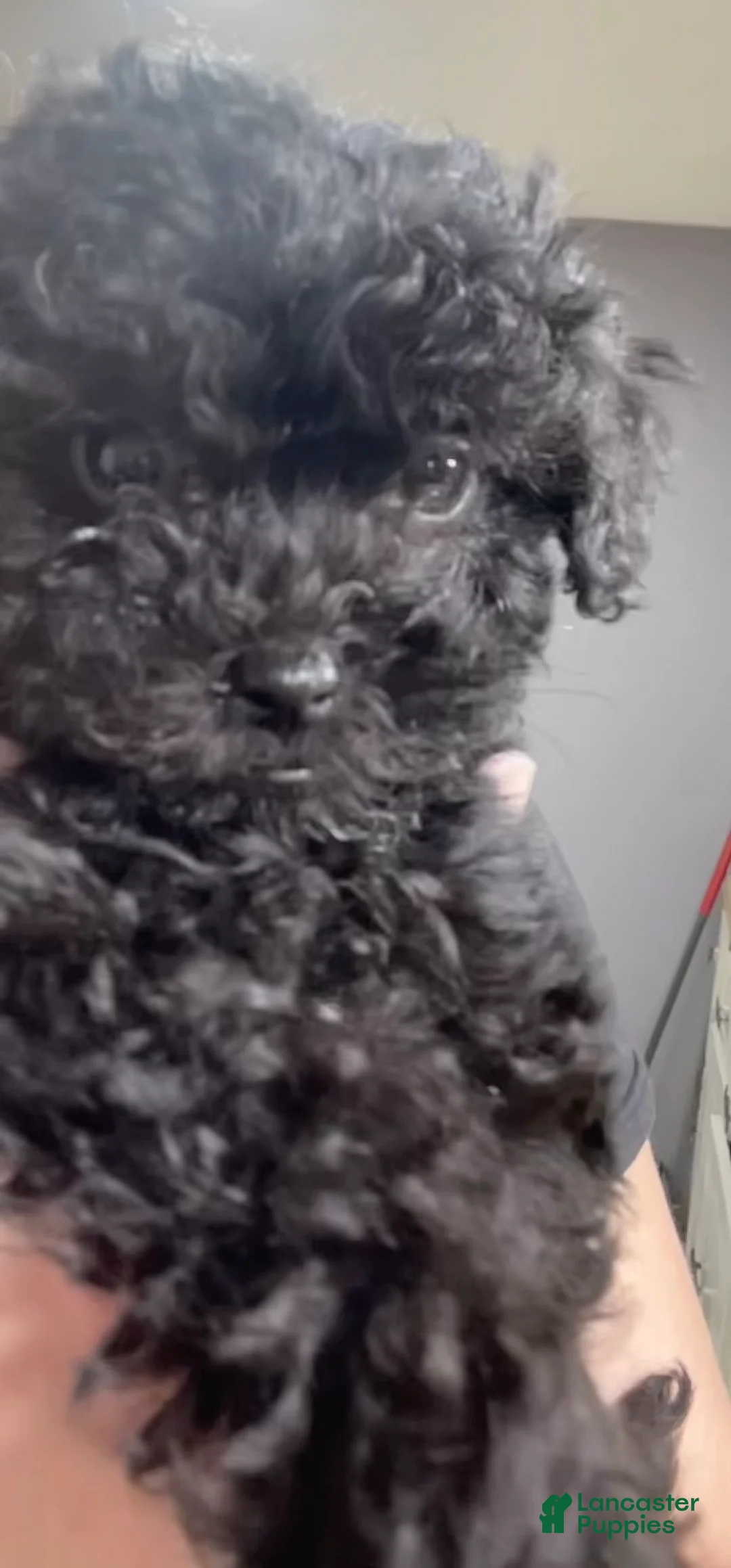 Toy Poodle dogs for sale: Female Toy Poodle Puppy 2 - Ad 3