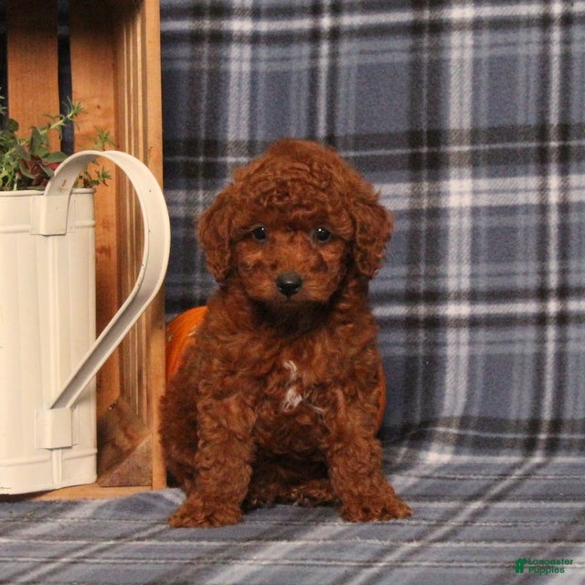 Miniature Poodle dogs Harvest - Ad 2