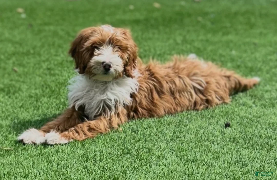 Goldendoodle dogs for sale: Goldendoodle Male - Ad 10