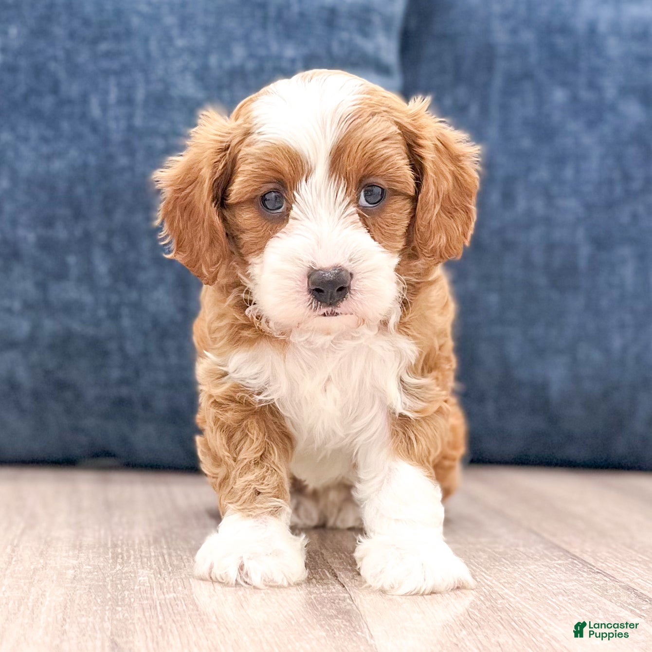Cavapoo dogs Trixie - Ad 1