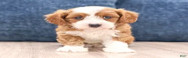 Trixie