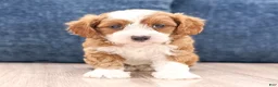 Cavapoo dogs for sale: Trixie - Ad 1