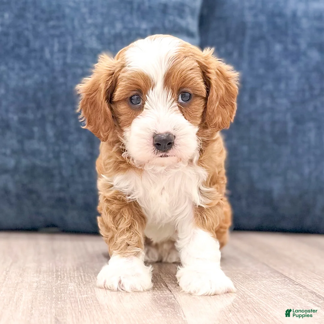 Cavapoo dogs for sale: Trixie - Ad 1