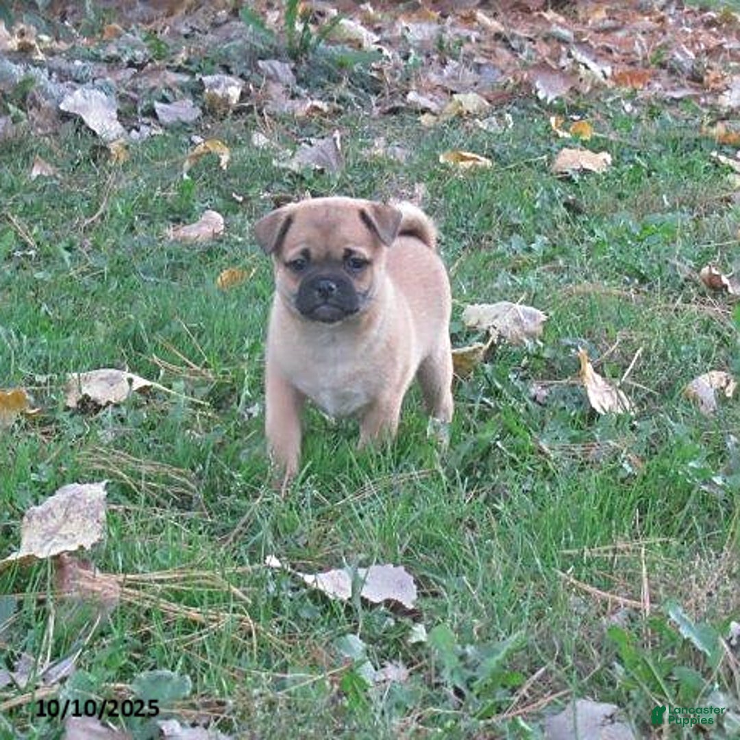 Mixed Breed dogs for sale: Tia  - Ad 1