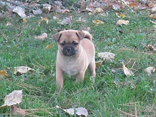 Mixed Breed dogs Tia - Ad 39