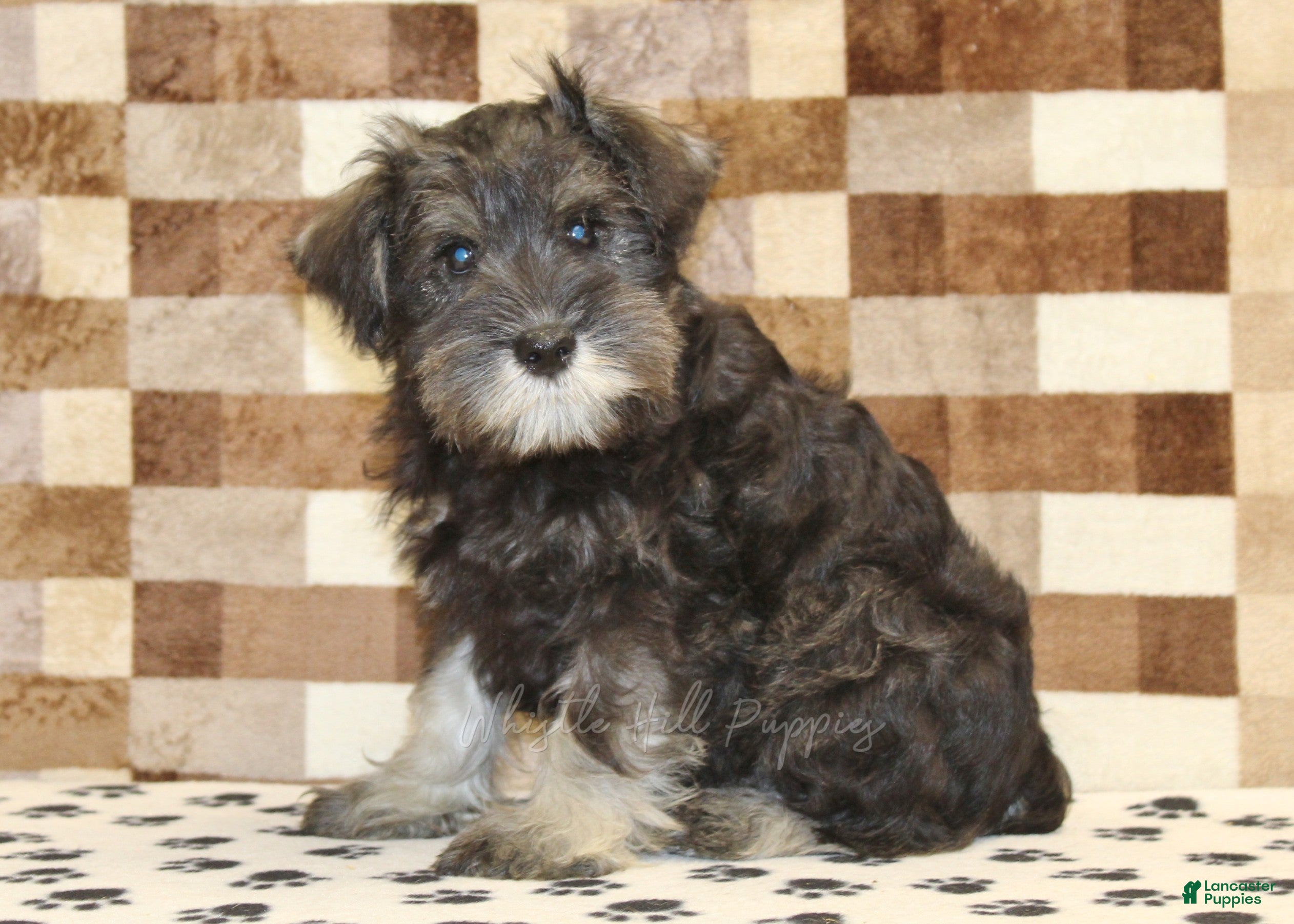 Miniature Schnauzer dogs Eddy - Ad 1