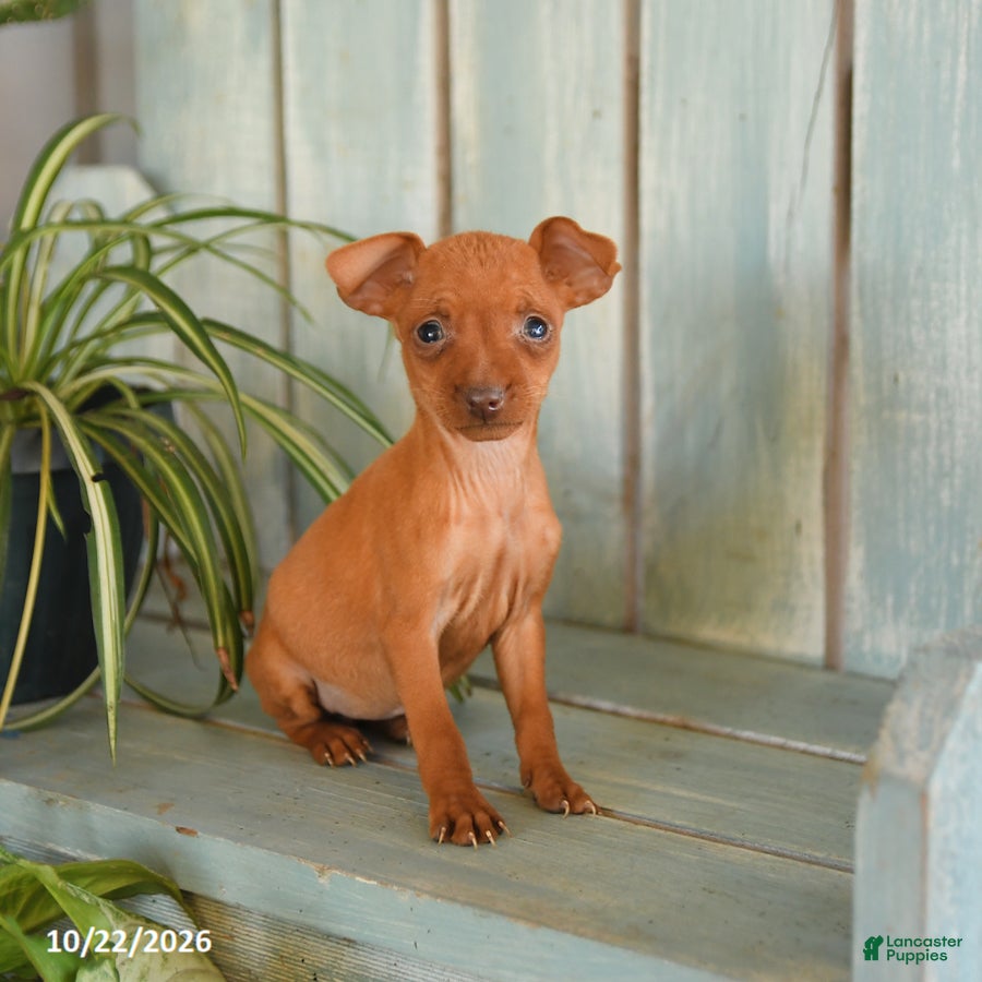 Miniature Pinscher dogs for sale: Pumpkin - Ad 1