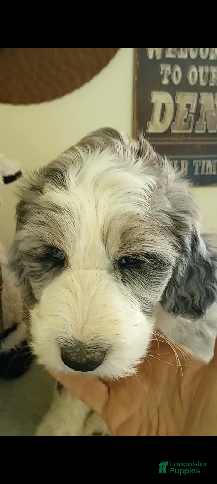 Sheepadoodle dogs for sale: Amazing Grace! - Ad 2