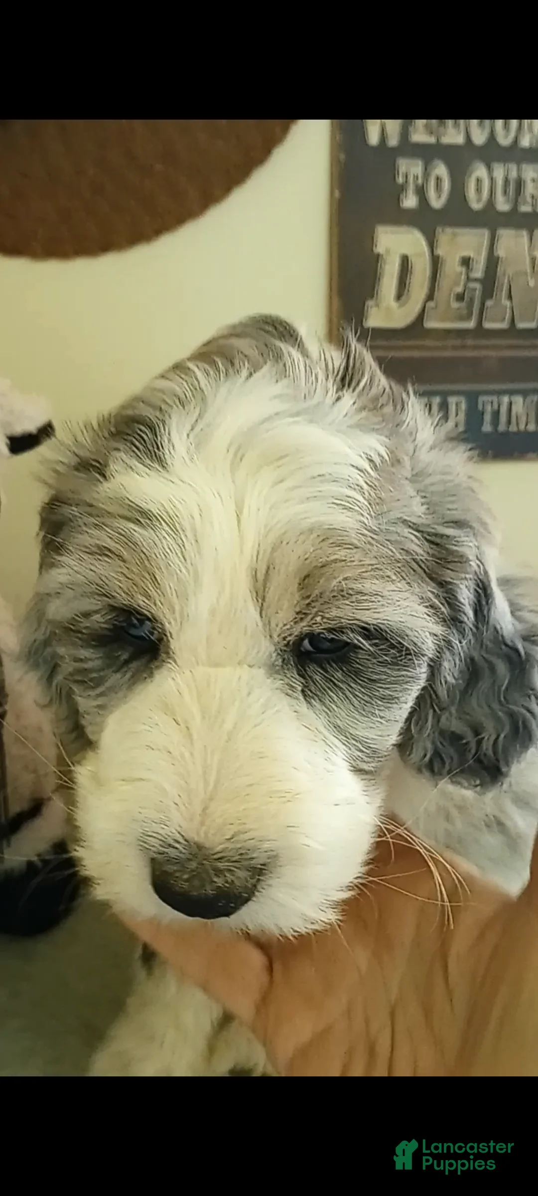 Sheepadoodle dogs for sale: Amazing Grace! - Ad 1