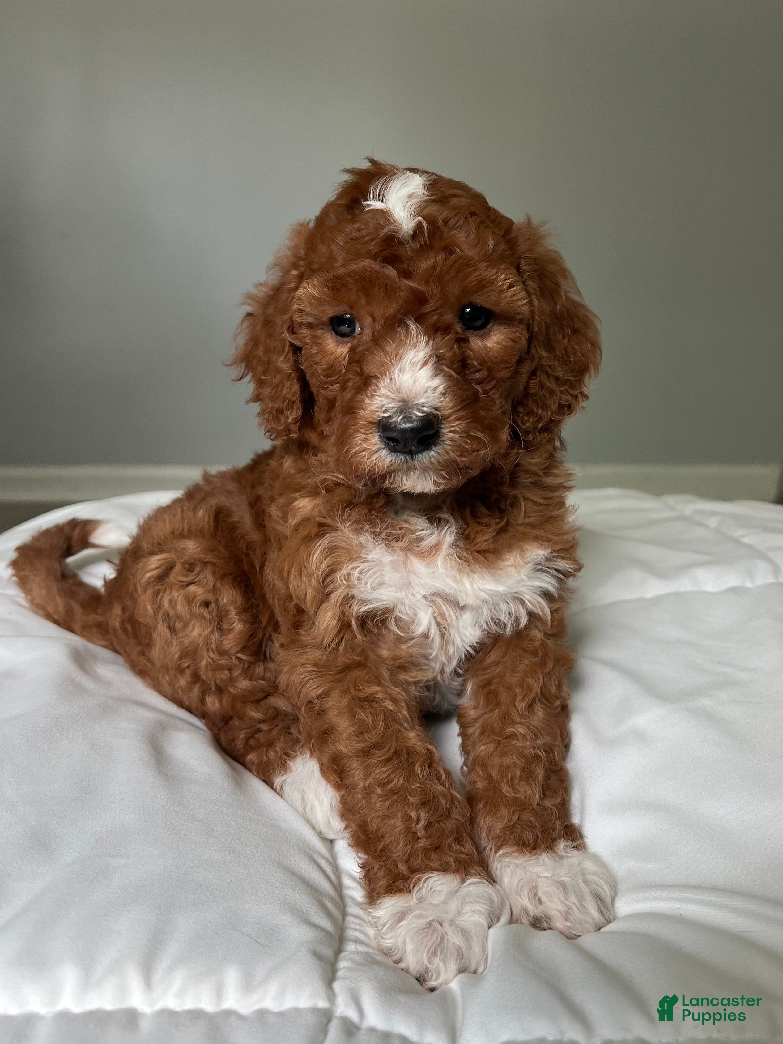 Mini Goldendoodle dogs Mini Goldendoodle Puppy 3 - Ad 1