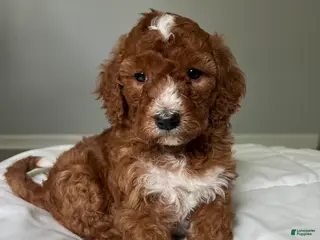 Mini Goldendoodle dogs for sale: Mini Goldendoodle Puppy 3 - Ad 2