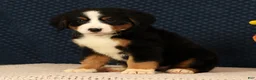 Bernese Mountain Dog dogs for sale: Heather - Ad 9