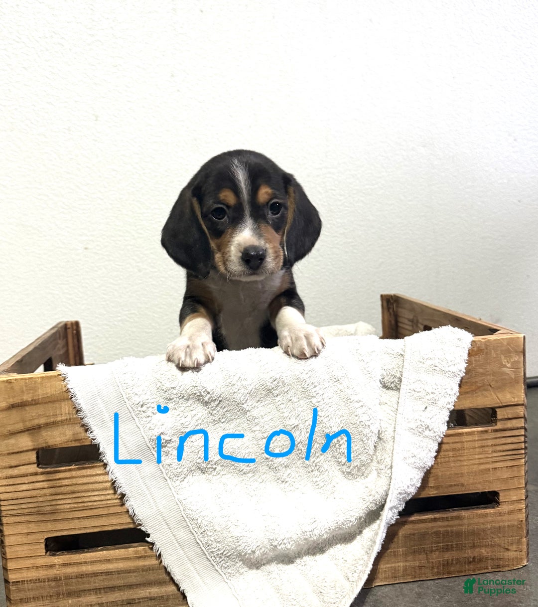 Beagle dogs for sale: Lincoln - Ad 2