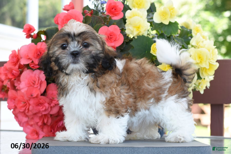 Shih Tzu dogs Madeline - Ad 2