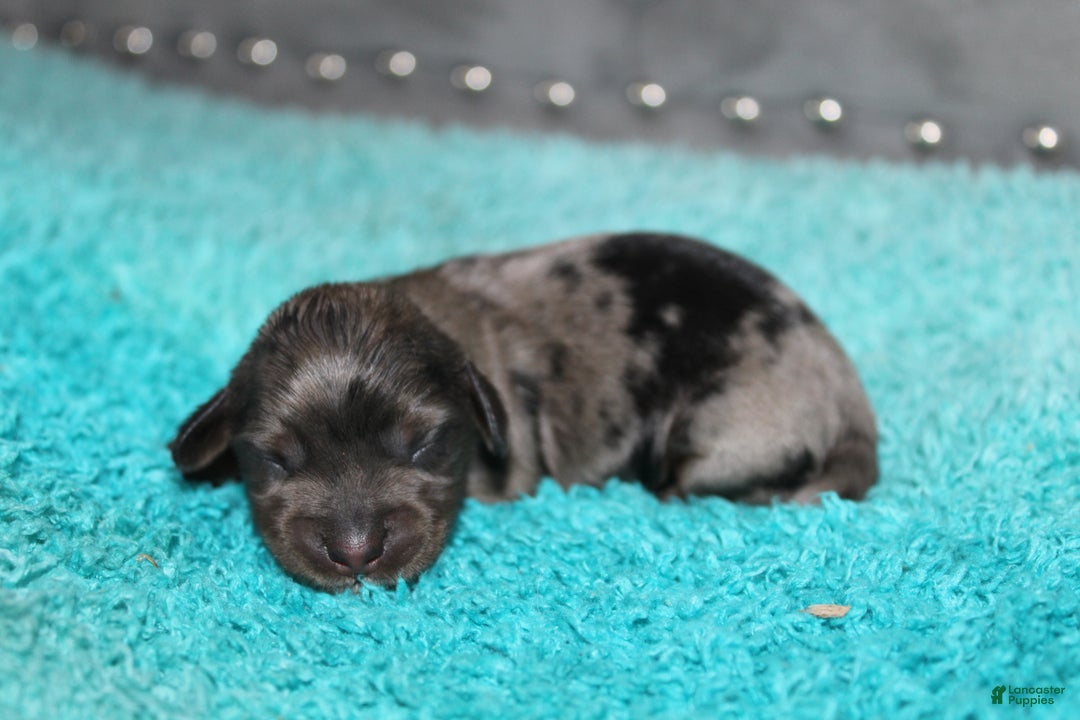 Miniature Dachshund dogs for sale: Molly Mini - Ad 1