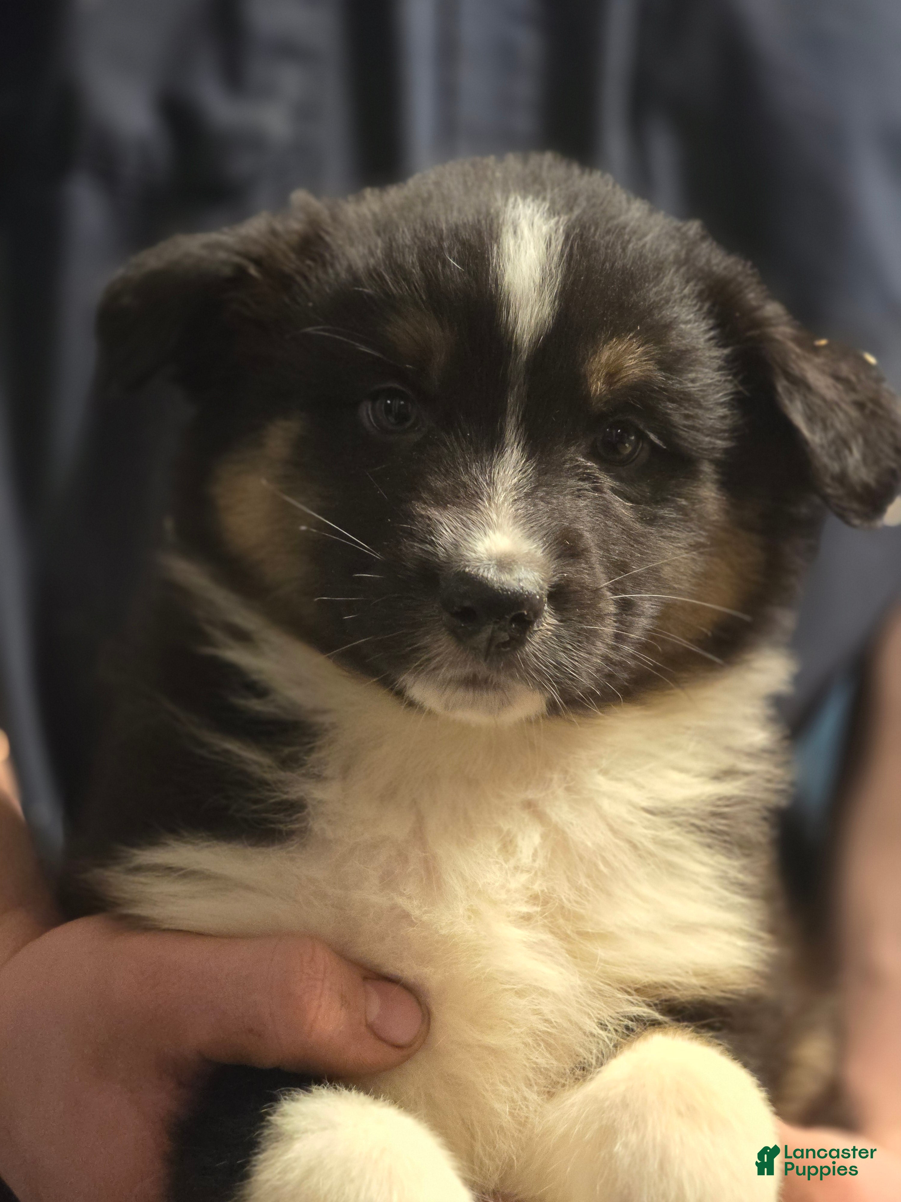 Australian Shepherd dogs Danny - Ad 11