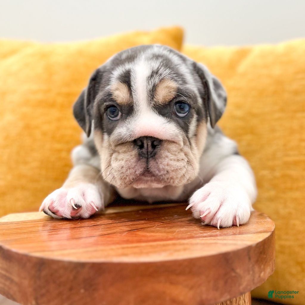 English Bulldog dogs Dorothy - Ad 1