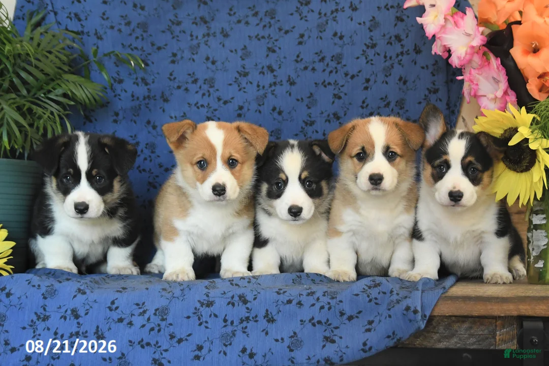 Welsh Corgi Pembroke dogs for sale: Gizmo - Ad 5