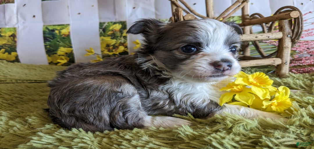 Gallery Image {{count}}