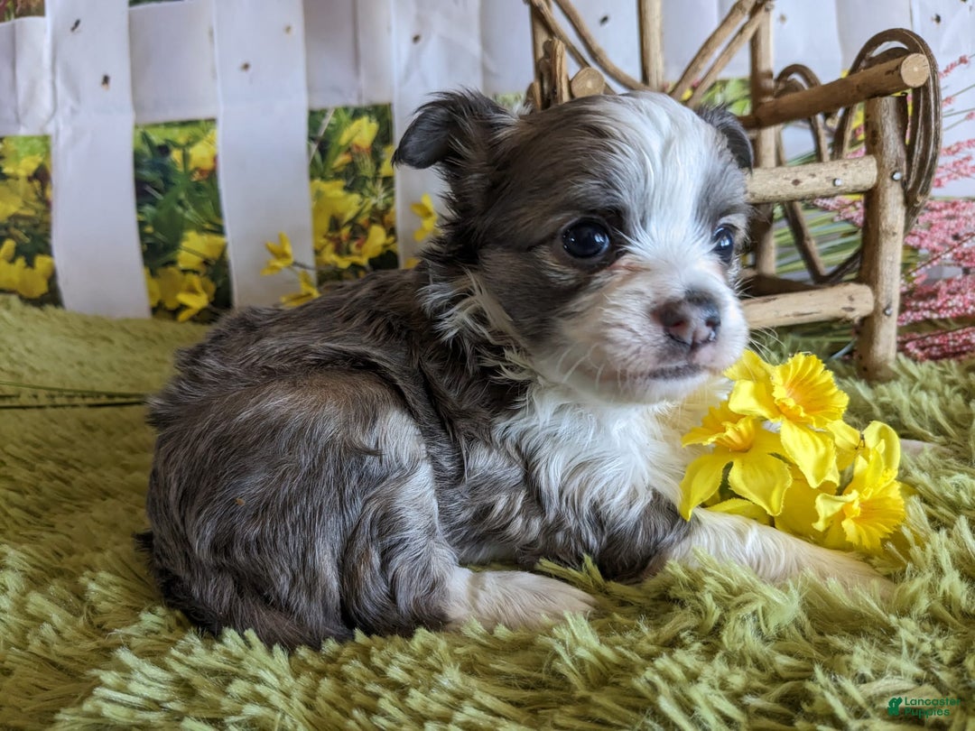 Gallery Image {{count}}