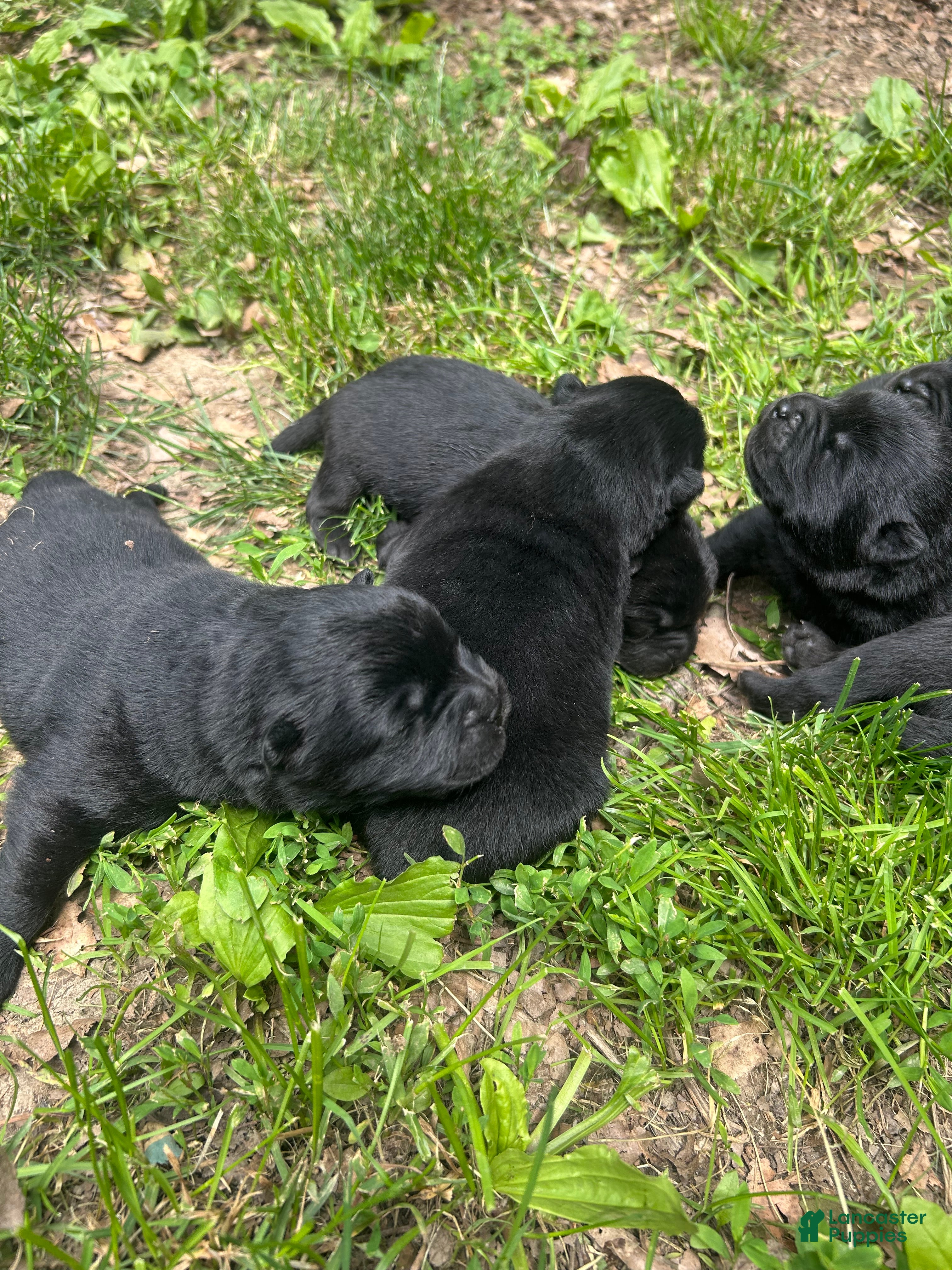 Chow Chow dogs for sale: Chow Chow Puppy 2 - Ad 2