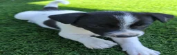 Mixed Breed dogs for sale: Mixed Breed 2 - Ad 3