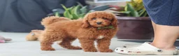 Miniature Poodle dogs for sale: Bo - Ad 4