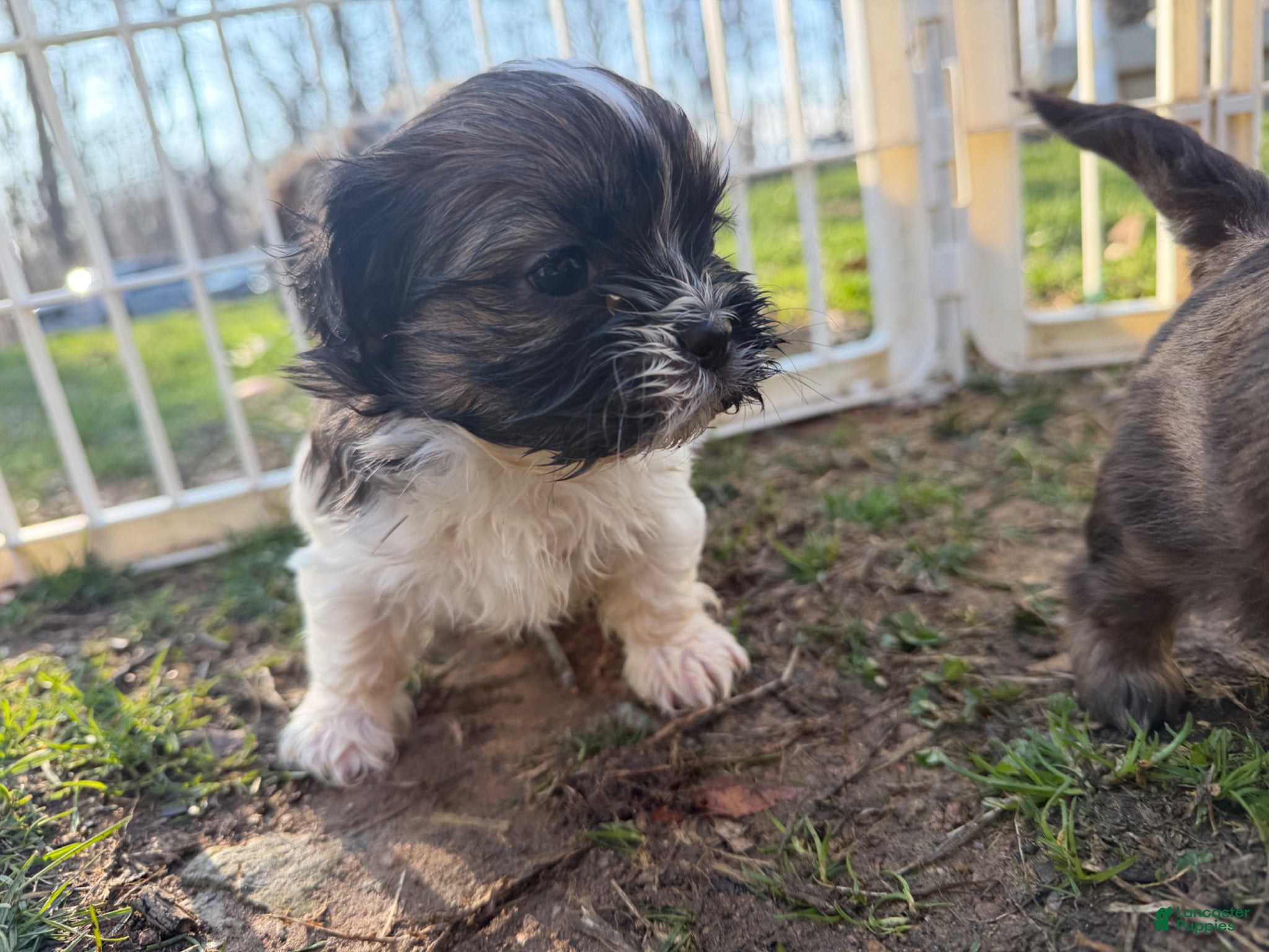 Shih Tzu dogs Maxwell - Ad 2