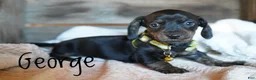 Dachshund dogs for sale: George  - Ad 2