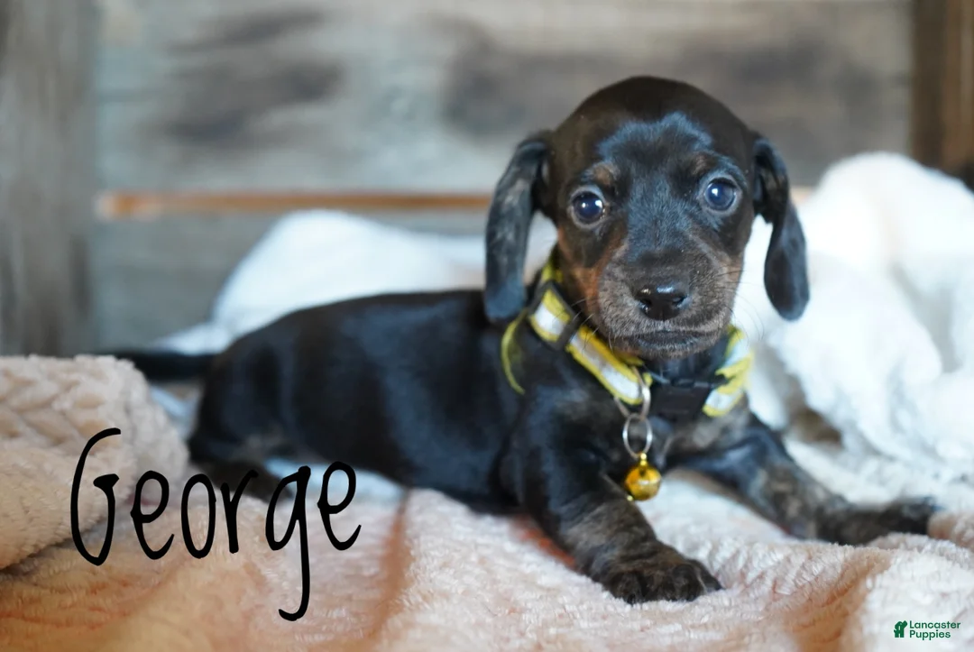 Dachshund dogs for sale: George  - Ad 2